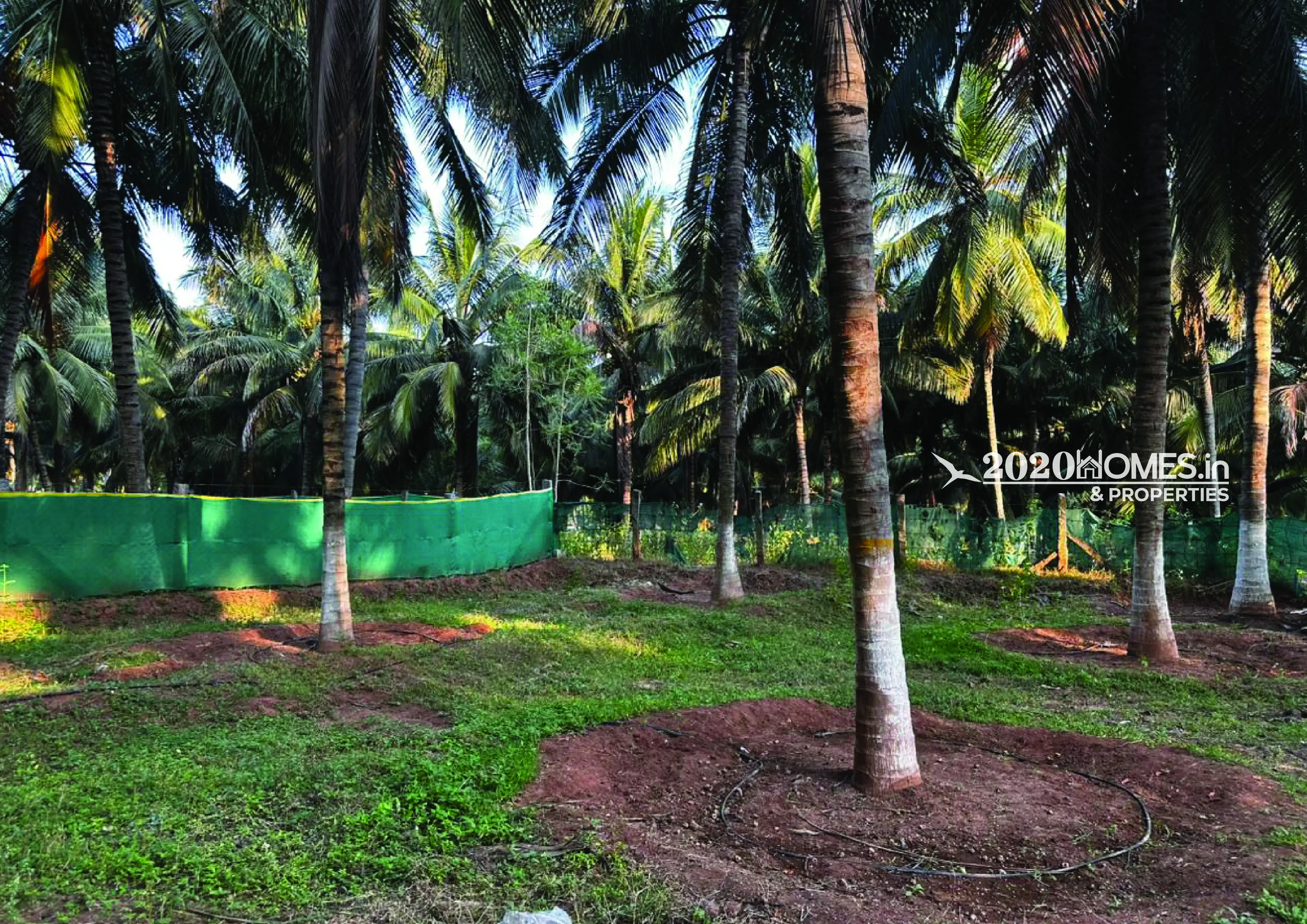 Premium Coconut Farm Narikalpathi